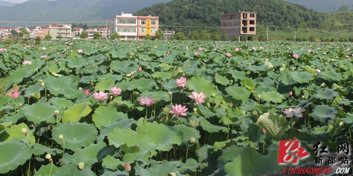 严塘镇新项目，地区发展新引擎